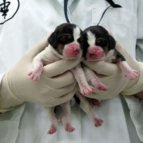 دپارتمان کلونینگ